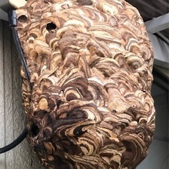 蜂駆除の代行致します