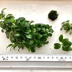 無農薬 アヌビアスナナプチとウィローモス（訳あり）