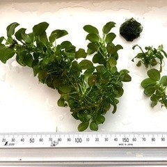 無農薬 アヌビアスナナプチとウィローモス（訳あり）の画像