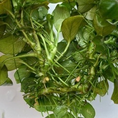 無農薬 アヌビアスナナプチとウィローモス（訳あり）の画像