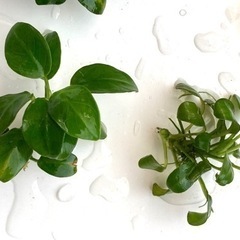 無農薬 アヌビアスナナプチとウィローモス（訳あり）の画像