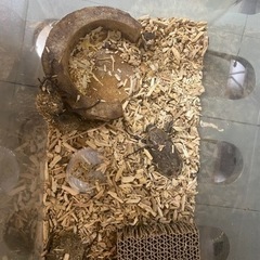 未後食ヘラクレスオオカブト♀3頭