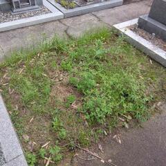 どなたか墓地買いませんか？の画像
