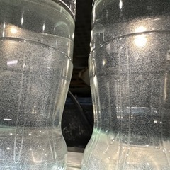 【超爆殖ゾウリムシ】500㎖　ペットボトル　メダカの針子に！！