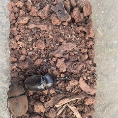 カブトムシ オスメス ペア ①