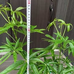 シュフレラ　アンガスティフォリア　曲がり　観葉植物の画像