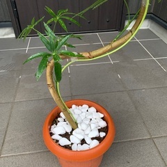 シュフレラ　アンガスティフォリア　曲がり　観葉植物の画像