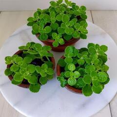 🌿終了🌿アロマティカス・aromaticus🌿3鉢セット🌿