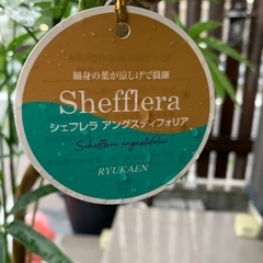 シュフレラ　アンガスティフォリア　曲がり　観葉植物の画像