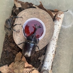 カブトムシ オスメス ペア②