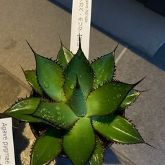 アガベ3種セット