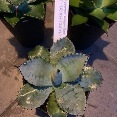 アガベ3種セットの画像