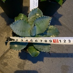 アガベ3種セットの画像