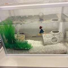 ヤマトヌマエビと水槽一式