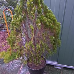 コニファー　　コノテヒバ