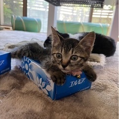 4兄妹　ピーちゃん男の子
