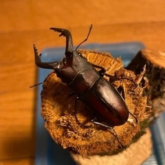 （お買い得です）ノコギリクワガタ［野外採取］