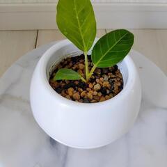 🌿お話中🌿フィカス・イエロージェム・アルテシマ🌿の画像