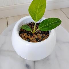 🌿お話中🌿フィカス・イエロージェム・アルテシマ🌿の画像