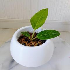 🌿お話中🌿フィカス・イエロージェム・アルテシマ🌿の画像