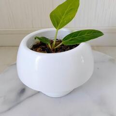 🌿お話中🌿フィカス・イエロージェム・アルテシマ🌿の画像