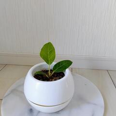 🌿お話中🌿フィカス・イエロージェム・アルテシマ🌿の画像