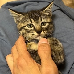 4兄妹　グレちゃん男の子