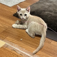 やまと　お話中のため休止中