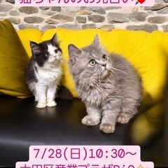 7/28(日)譲渡会。 スコテッシュストレート♀・ラガマフィン♀...