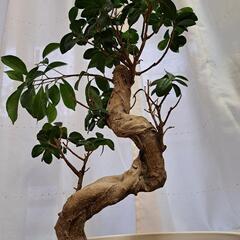 【7/14、15引取可の方】ガジュマル　観葉植物