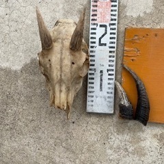 ヤギの頭蓋骨