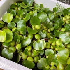 ホテイアオイ