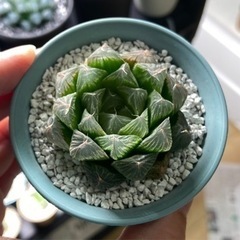 ハオルチア　オブツーサ交配種