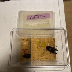 国産オオクワペア