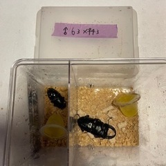 国産オオクワペア