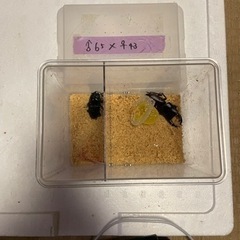 国産オオクワペア