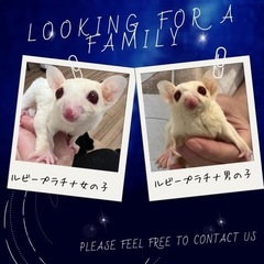 3日間　サマーセール開催