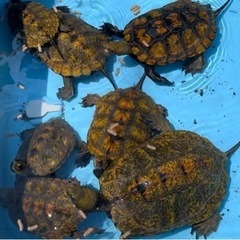 亀　飼育　繁殖