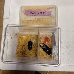 国産オオクワペア