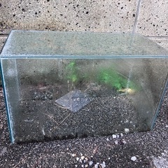 水槽二つ