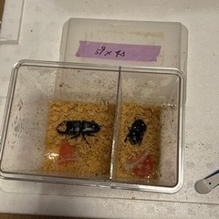 国産オオクワペア