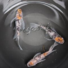 三色リアル　メダカ　