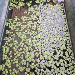 浮き草、水草の画像