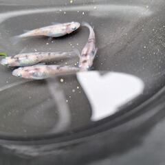 藍斑（すみれ）めだかの画像