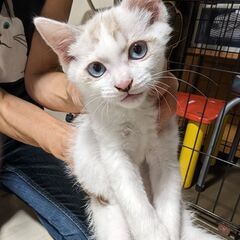 (お見合い予定あり)石巻の里親探し会開催しますm(__)m　「ひな♀」