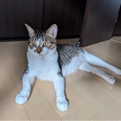 抱っこするとうとうとちゃう、人慣れしてる女の子