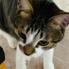 抱っこするとうとうとちゃう、人慣れしてる女の子 - 猫
