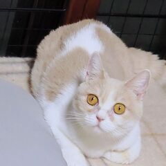 【募集停止中】元気なプーさんが優しい家族を待ってます！