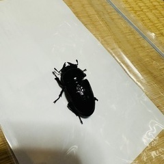 オオクワガタ メス 48mm