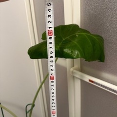 観葉植物　高さ120cmの画像